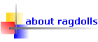 about ragdolls